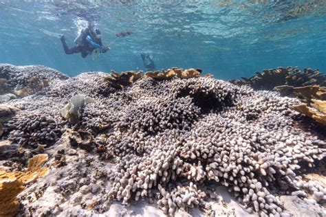 Fourth Global Coral Bleaching Event Underscores Urgency of Action ...