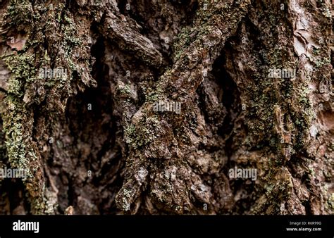 Rough Haggard Deep Thick Tree Bark With Moss And Lichen Growth Stock