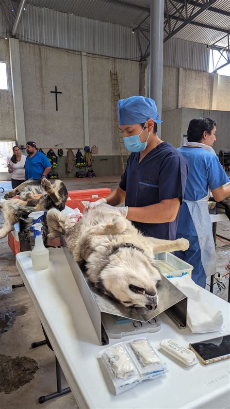 Realizar Secretar A De Salud Jornada De Esterilizaci N Canina Y Felina