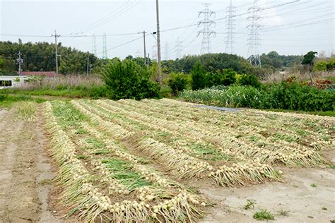 知多市の逸話ストーリー＃05 知多ペコロス 知多から全国へ！今が旬 “ペコロス”のおいしい秘密 知多市