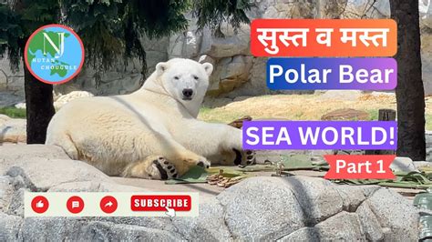 सगर परण तयच जवन Sea World Gold Coast QLD Part 1