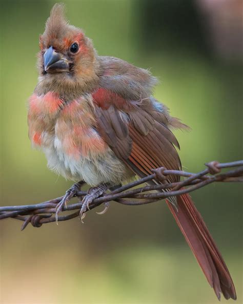 Fledgling Cardinal 3 Photograph by Larry Pacey - Pixels