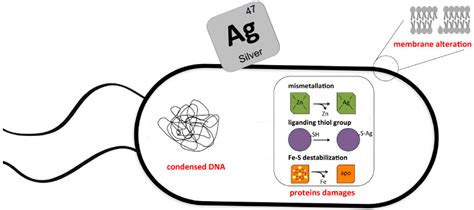 Silver and Antibiotic, New Facts to an Old Story
