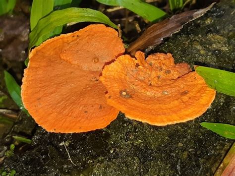 Pycnoporus Sanguineus Fungi Of The British Indian Ocean Territory