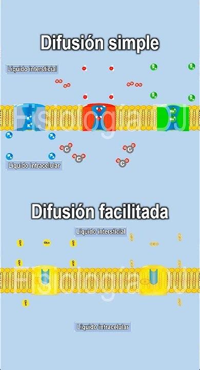 Difusión Simple Difusión Facilitada Difusión Simple Vs Difusión