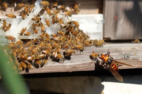 Hundreds Of Murder Hornets Found In Huge Washington Nest