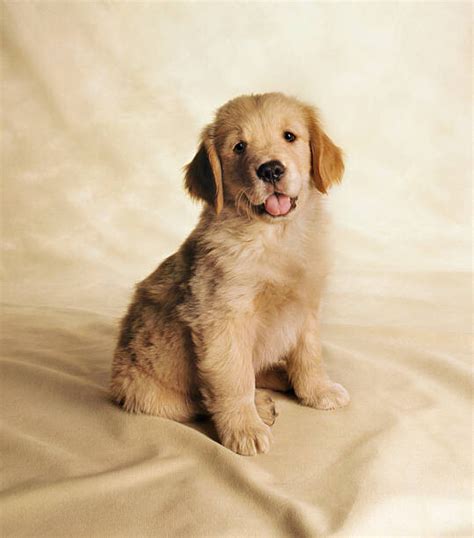 Golden Retriever Puppy Poster Kunstdrucke Fototapeten Europosters