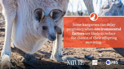 Kangaroo Fact Sheet Blog Nature Pbs