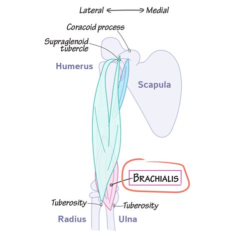 Gross Anatomy Glossary: Brachialis | Draw It to Know It