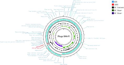 Genome Atlas Of Phage BM P1 The Innermost Circle Indicates The GC Skew