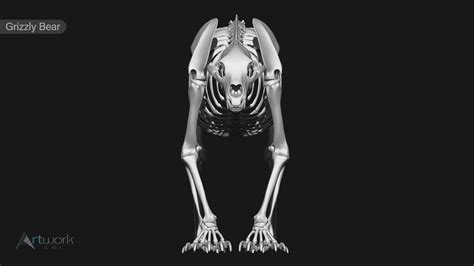 3D Grizzly Bear Skeleton Model - TurboSquid 2049677