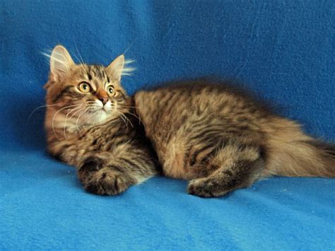 Siberian Tabby Kitten Mitzi At 16 Weeks Old Seacliffe