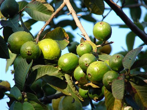 Guía De Cuidados De La Guayaba