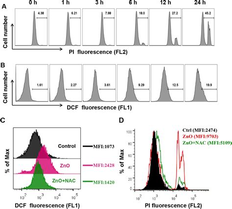 The Role Of ROS In ZnO NPs Induced Cytotoxicity A PI Staining To Show