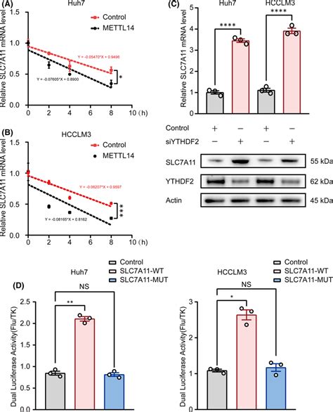 M6A Methylated 5UTR Regulates MRNA Degradation Of SLC7A11 A B The