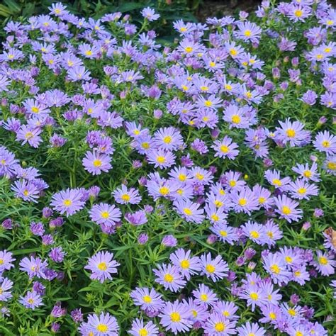 Aster novi-belgii 'Blue Bouquet' | Farmyard Nurseries