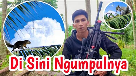 Berburu Hama Tupai Di Kebun Sawit Dan Kelapa Youtube