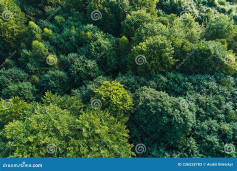 Top Down Flat Aerial View Of Dark Lush Forest With Green Trees Canopies