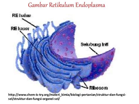 inspirasi populer gambar retikulum endoplasma  populer