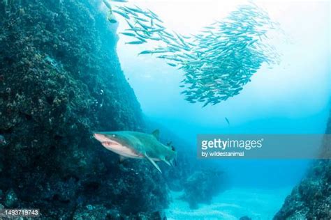 451 Grey Nurse Shark Stock Photos High Res Pictures And Images