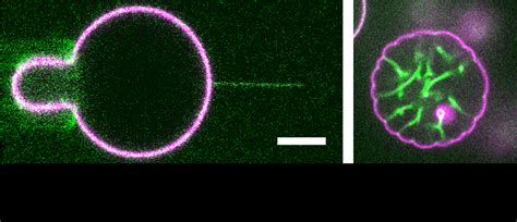 Bar Proteins Membrane Curvature Sensing And Deformation Feng Ching Tsai