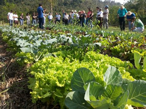 Sistema de Plantio Direto de Hortaliças SPDH reduz o uso de