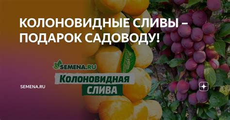 КОЛОНОВИДНЫЕ СЛИВЫ – ПОДАРОК САДОВОДУ! | Semena.ru | Дзен