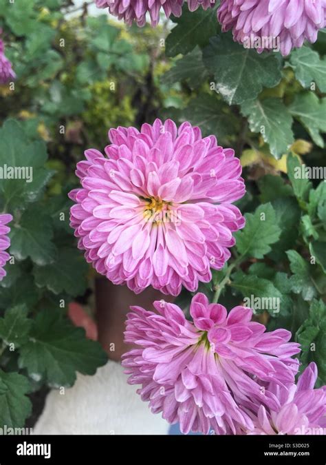 Purple China aster flower Stock Photo - Alamy