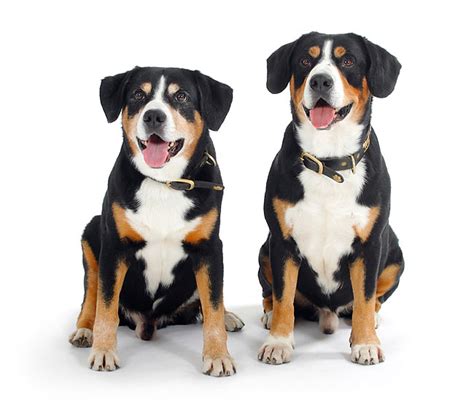 entlebucher - Animal Stock Photos - Kimballstock