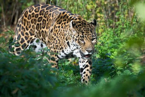 Jaguar Weibchen Sheila Eingeschläfert Tiergarten Schönbrunn