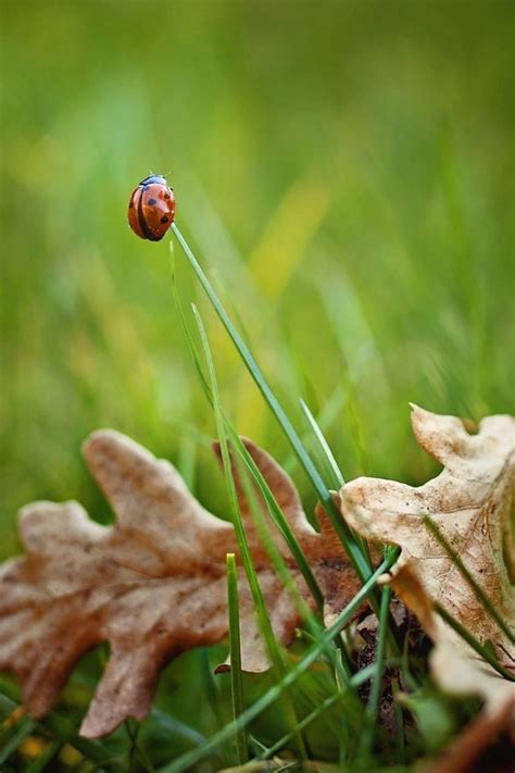 Kostenlose Bild Blatt Insekt Natur Regen Tau Flora K Fer