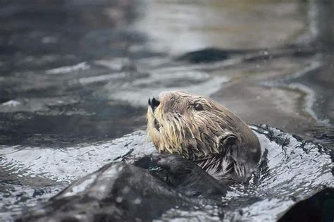 Endangered sea otters in Japan may soon ‘disappear’ from aquariums ...