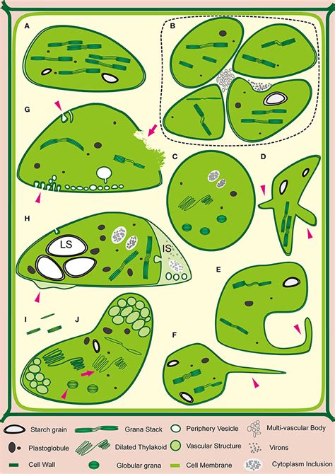 Frontiers Chloroplast In Plant Virus Interaction