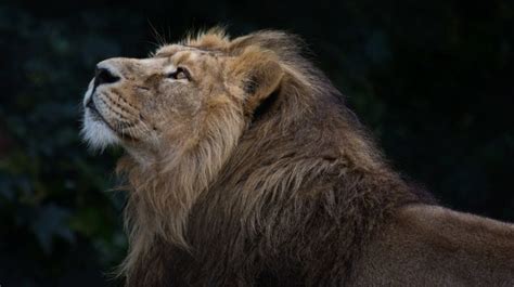 Así es el león el indomable rey de la sabana que sigue perdiendo