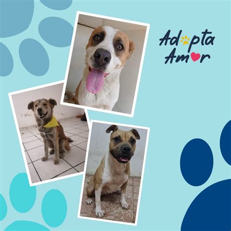 Continúa campaña Adopta Amor para mascotas Gobierno de Zamora