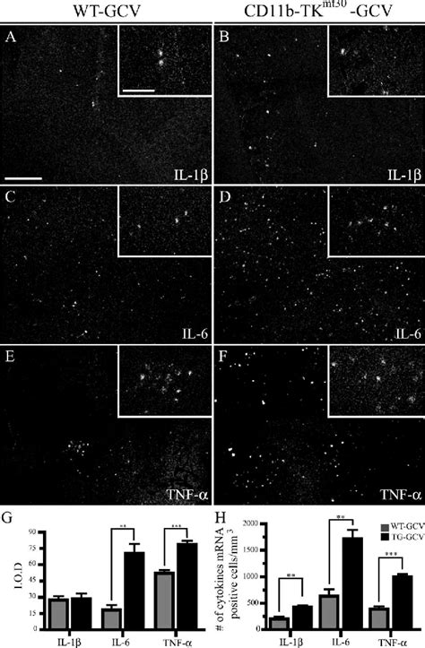 Figure 6 From Selective Ablation Of Proliferating Microglial Cells