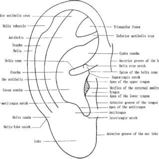 The posterior auricular anatomy. | Download Scientific Diagram