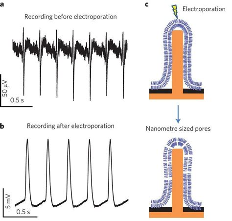 Recording Action Potentials Of A Single Cardiac Cell Before And After