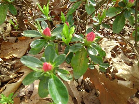 Pink Azaleas Project Noah