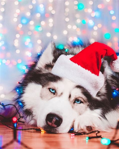 Husky Christmas Wallpapers - Top Free Husky Christmas Backgrounds ...