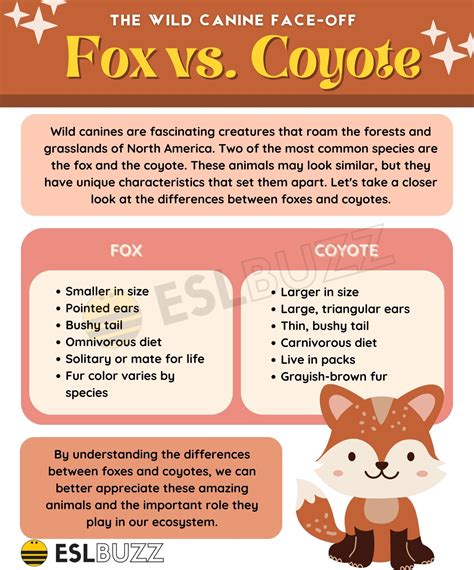 Fox vs. Coyote: A Battle for Survival in the Wild - ESLBUZZ