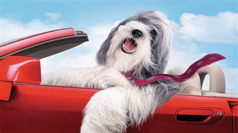 The Shaggy Dog Review | Movie - Empire