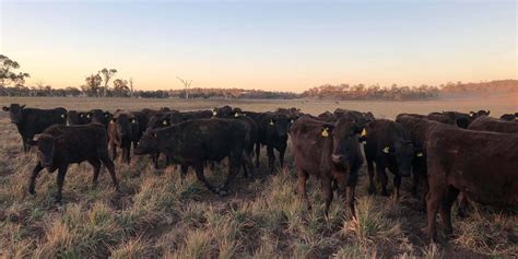 australian wagyu beef network