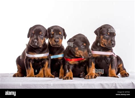 Group Of Doberman Puppies Isolated On White Background Stock Photo Alamy