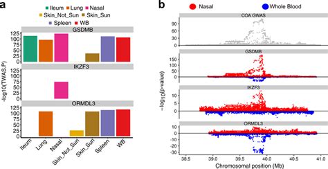 Tissue Specific Eqtl And Twas Signals At The Q Asthma Locus A Bar