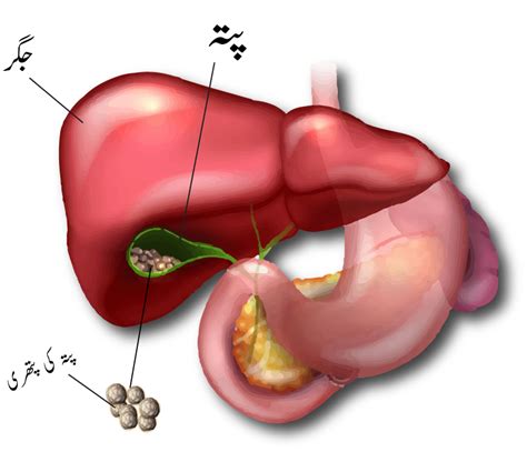 Kidney and Liver Health - FamilyCare