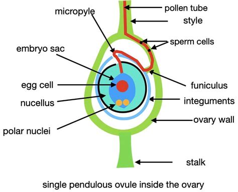 Flowering Plant Life Cycle Flowering Plant Life Cycle