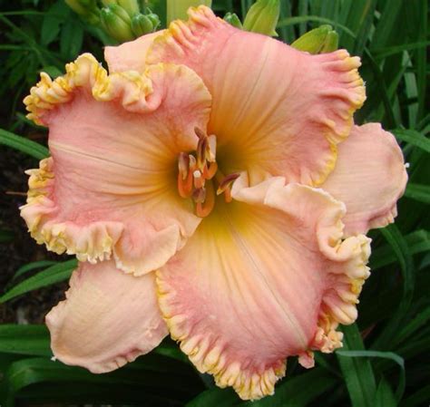 Earthly Treasures Daylily Garden - CHANG DYNASTY*