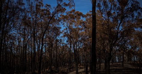 Viral Así Sobrevivió Hombre Que Pasó 18 Días Perdido En Los Bosques De