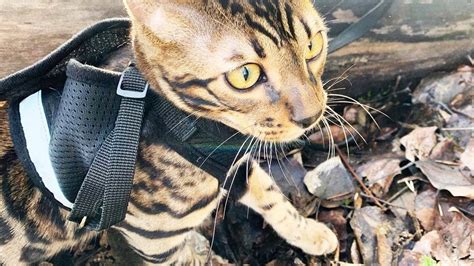 Bengal Exploring Outdoors Getting Comfortable On Cat Leash 🌲 Youtube